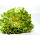 Salat, Endivie