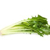 Catalogna Aurelia (Blattzichorie)