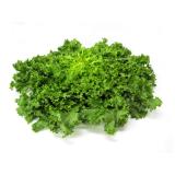Schnittsalat Endivie