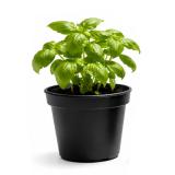 Kräutertopf, Basilikum