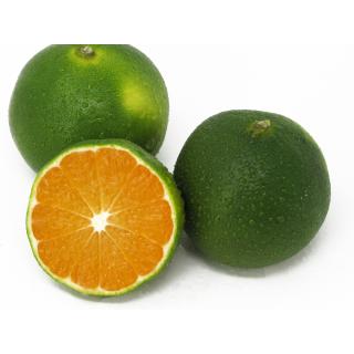 Satsuma grün