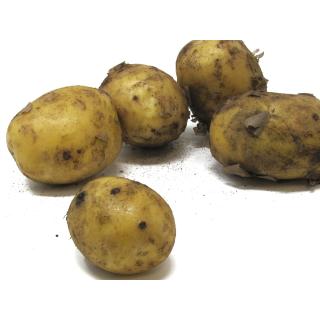 Glorietta festk. - 1kg