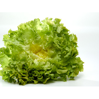 Salat, Endivie