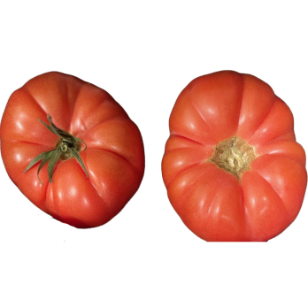 Tomaten - Fleischtomate rot