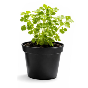 Kräutertopf, Koriander